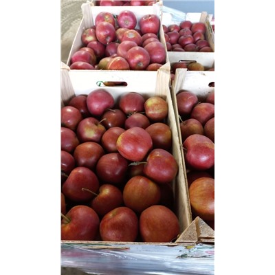 Яблоки Ред Джона Принц фасовка 5 кг