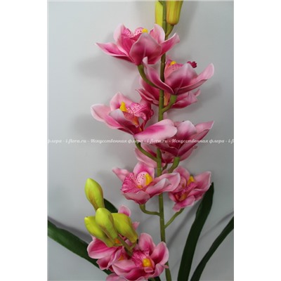 Орхидея Цимбидиум горшечная (050816)