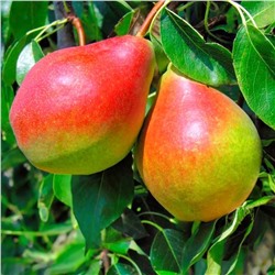 Саженцы Груша Лесная красавица, арт.: 70284