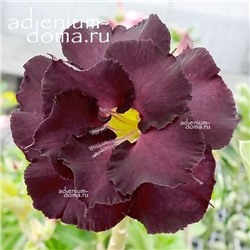 Adenium Obesum Double Flower NEW-96