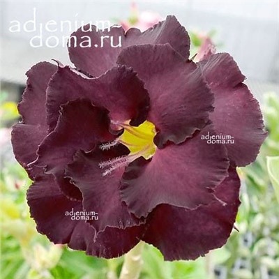 Adenium Obesum Double Flower NEW-96