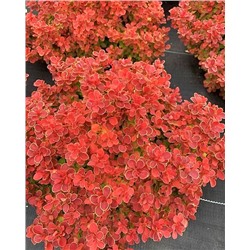 Саженцы Барбарис Тунберга Ред Хот Чили, арт.: 74748