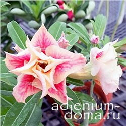Adenium Obesum Double Flower NEW-104