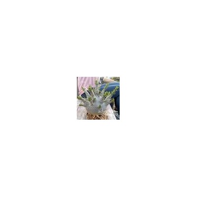 Adenium Arabicum MILK COW