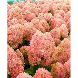 Саженцы Гортензия метельчатая Мэджикал кэндл, арт.: 9548