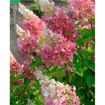 Саженцы Гортензия метельчатая Биг Бен, арт.: 73057