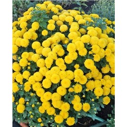 Саженцы Хризантема корейская Мишаль, арт.: 1969