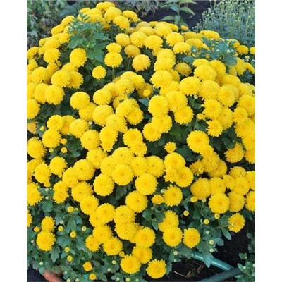 Саженцы Хризантема корейская Мишаль, арт.: 1969