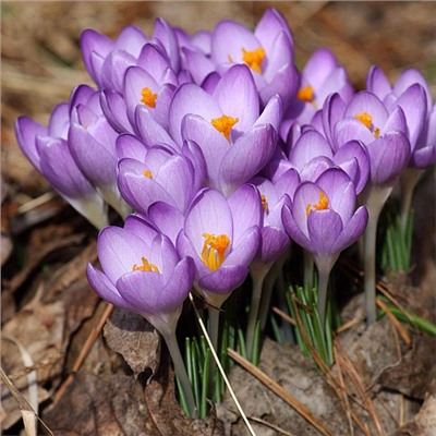 Крокус Barr's Purple "Барс Пурпл" 5шт