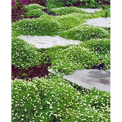 Мшанка шиловидная, арт.: 69814