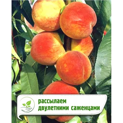 Саженцы Персик Инка, арт.: 20353