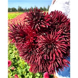 Клубни Георгин полукактусовый Блэк Нарцисс, арт.: 74616