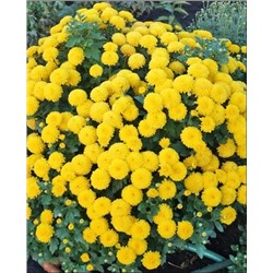 Саженцы Хризантема корейская Мишаль, арт.: 14314