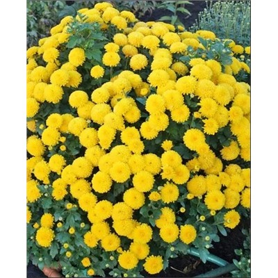 Саженцы Хризантема корейская Мишаль, арт.: 14314