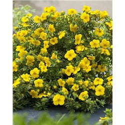 Саженцы Лапчатка кустарниковая Белла Линдси, арт.: 74717