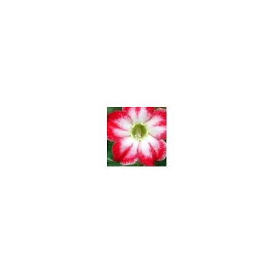 Adenium Obesum Desert Rose BELLE STORY