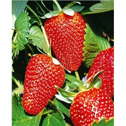 Саженцы Клубники (Земляники) Мурано, арт.: 69474