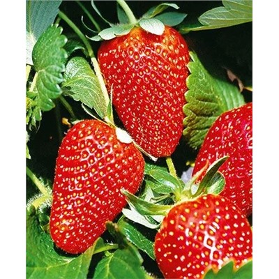 Саженцы Клубники (Земляники) Мурано, арт.: 69474