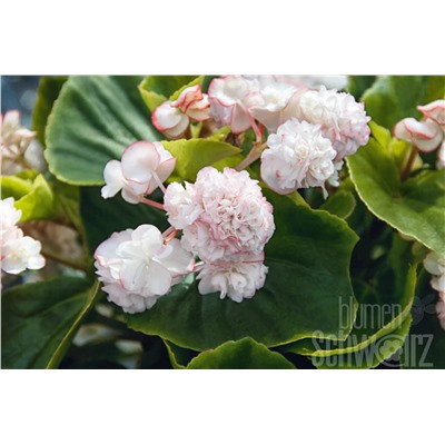 Набор бегоний элатиор №3