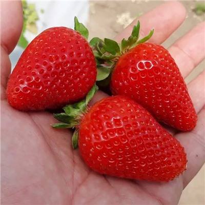 Саженцы Клубники (Земляники) Крапо (ремонтантная), арт.: 70252