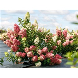 Гортензия метельчатая Fraise Melba "Фрайз Мельба" Р9