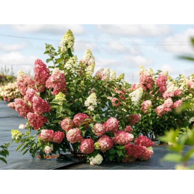 Гортензия метельчатая Fraise Melba "Фрайз Мельба" Р9
