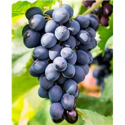 Саженцы Виноград Саперави северный, арт.: 73091