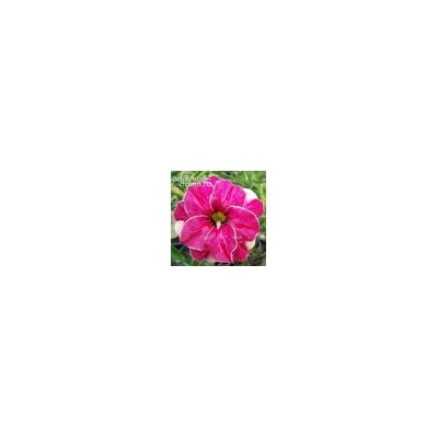 Adenium Obesum Double Flower SWEET ROUGH
