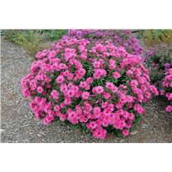 Саженцы Астра новоанглийская Вайбрант Доум, арт.: 75270