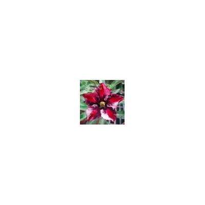 Adenium Obesum Desert Rose GALAXY HEART