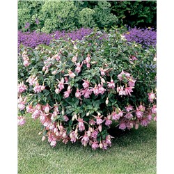 Набор полуампельных фуксий