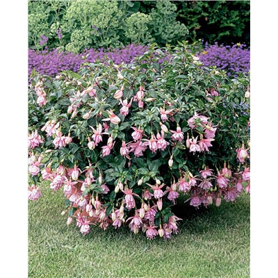 Набор полуампельных фуксий