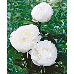 Пион Дюшес де Немур, арт.: 14369