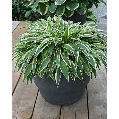 Корень Хоста Стилетто, арт.: 74713