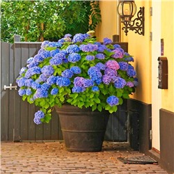 Саженцы Гортензия крупнолистная Никко Блю, арт.: 75317