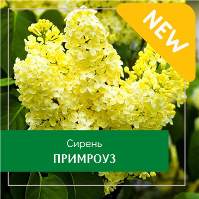 Сирень Примроуз