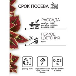 Семена цветов Колеус «Радуга - Фестиваль танца», F1, 10 шт., «Престиж семена»