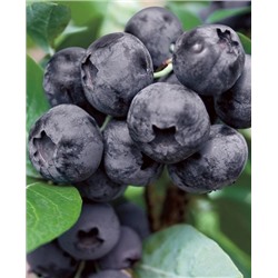 Саженцы Голубика Эмиль, арт.: 980