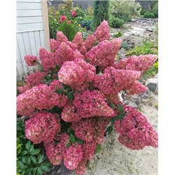 Саженцы Гортензия метельчатая Сандэй Фрайз, арт.: 8895