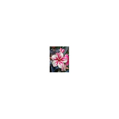 Adenium Obesum Desert Rose DUY XINH
