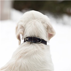 Ошейник однослойный безразмерный, 45×2 см, ОШ 18-39 см, кожа, синий