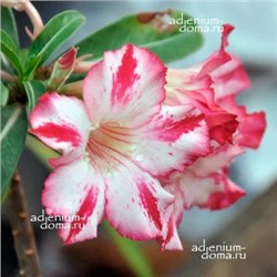 Adenium Obesum Desert Rose SHEER BLISS