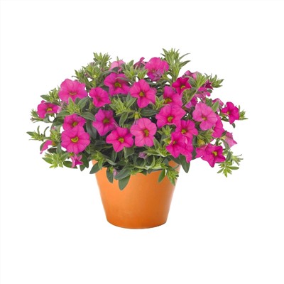 Набор калибрахоа №2