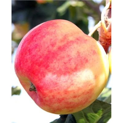 Саженцы Яблоня летняя Горнист, арт.: 70085