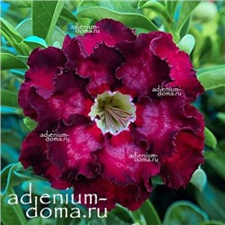 Adenium Obesum Double Flower NEW-206