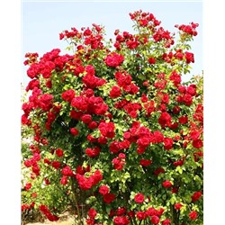 Саженцы Роза плетистая-клаймбер Амадеус, арт.: 69679