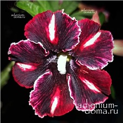 Adenium Obesum Desert Rose CAFFE