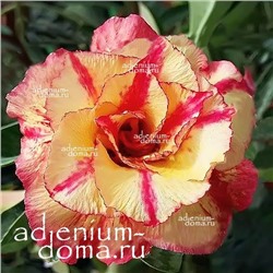 Adenium Obesum Double Flower SV08