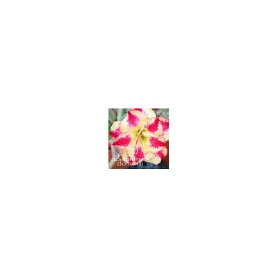 Adenium Obesum Double Flower NEW-128