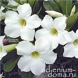 Adenium Obesum Desert Rose SUPER PLATINUM